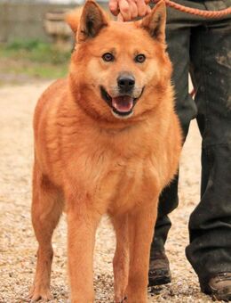 HUSZAR-VA, kluger Kerl sucht Zuhause! - Neustadt (Rübenberge)