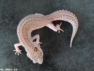 Mack Super Snow Eclipse Tremper Albino Raptor Leopardgecko 2024 Weibchen Männchen - Berlin