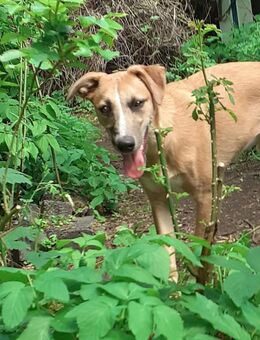 Whippet/Silken Windsprite - Helbra
