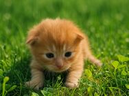 Reinrassige Maine Coon Baby's! - Tittling