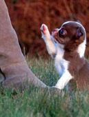 Bildschöne typvolle Chihuahua KH Hündin in Schoko-Tan Kinderlieb in 36399