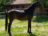 Toller 2 jähriger Wallach - Neustadt (Rübenberge)
