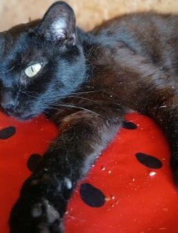 🐱Kleine Schmusekatze Sonia 💕 - Eislingen (Fils)