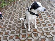 Hund Muffin (mänlich)