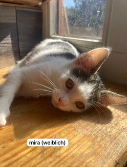 Hauskatzen suchen neues zuhause - Hechthausen