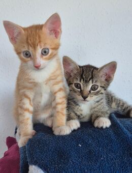 Süße Katzenbabys suchen neues Zuhause🐾 - Villmar (Marktflecken)