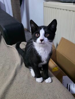 Lilo sucht ihr traumschloss - Magdeburg