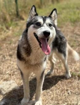 Lyra wartet auf tolle Abenteuer - Nordwalde