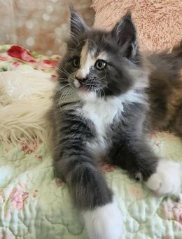 =^..^=Wunderschöne Maine Coon kitten mit Stammbaum aus seriöser Zucht =^..^= - Bad Berleburg