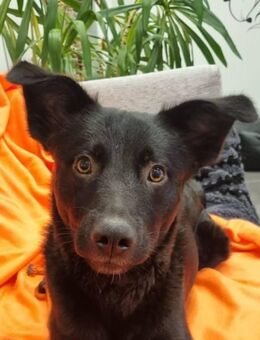 Feivel sucht seinen sicheren Hafen - Neuburg (Donau)