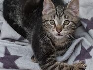 3 Wunderschöne verspielte Katzen abzugeben 1 Kätzchen und 2 Kater - Schrecksbach