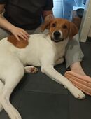 7 Monate alter Welpe Labrador mix geb. 16.03.2025 gerne mit Spielgefährten abzugeben in 21785