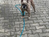 Französische Bulldogge Anton - Wiesentheid