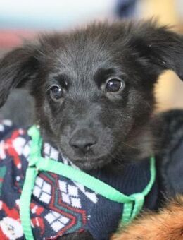 KIMCHI, verspielt, sehr anhänglich - Alfeld