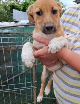 Bradley soll nicht in Rumänien aufwachse - Blankenheim (Nordrhein-Westfalen)