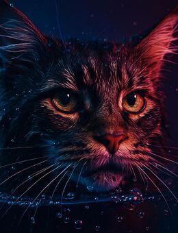 Suchen main coon gigant weibchen - Uelzen