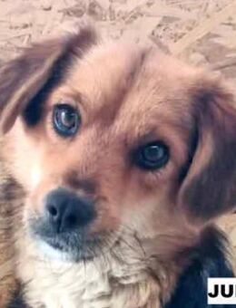 Julina sucht liebe Menschen - Neuhausen (Fildern)