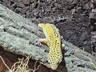 Leopardgeckos - Leipzig Nordwest