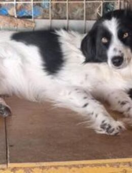 Neuanfang für verängstigte Pünktchen - München