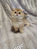 Bkh kitten in 51381
