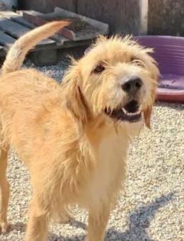 SID - lieber Rüde möchte ankommen - Aerzen