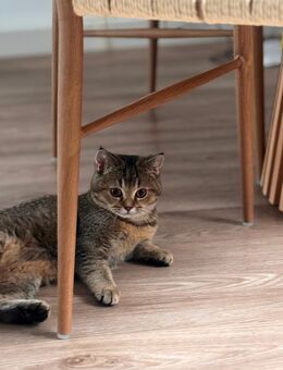 Britisch Kurzhaar Katze reinrassig - Staig