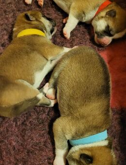 Akita Inu Welpen - Berlin Mitte