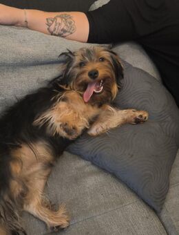 Verkaufe 7 Monate alten Yorkshire Terrier - Gernsheim (Schöfferstadt) Zentrum