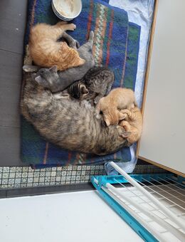 5 süße russisch blau Hauskatzen Mix Kitten - Dresden