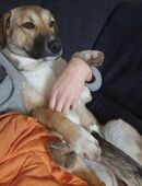 Biene kann ab Montag abend in ihr festes zuhause ziehen in 46286