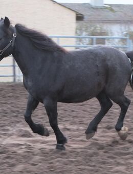 Kleinpferdstute Livia - Buttstädt