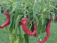 Chili Samen 10 Stück Jwala Schärfe 7 Capsicum annuum 2024 BIO - Freising