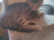 Kleine Katzen - Gerbstedt