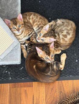 Reinrassige Bengal-Kitten suchen liebevolles Zuhause - Köln