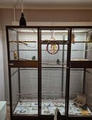 Papageienvoliere zu verkaufen in 34537