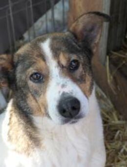 PRINCESS - sanfte, verschmuste Hündin - Kallmünz