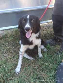 🖤💜 Sanfte Laura sucht Liebe 🐾 - Eislingen (Fils)