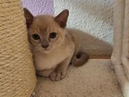 Burma Kitten. Reinrassig. Lilac, braun, chocolate. - Nürnberg