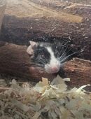 Mäuserudel in liebevolle Hände abzugeben (mit oder ohne Zubehör) in 18246