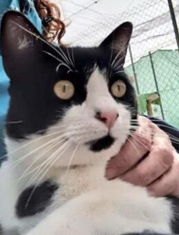 Junger, lebensfroher Kater Lenny - Karlsruhe