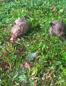 Süße Chihuahua Welpen suchen ihr Traum zuhause in 96145