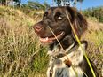 Kleine Münsterländer Welpen suchen ein neues Zuhause in 49762