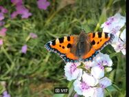 Bartnelke (Dianthus barbatus) - Horgenzell