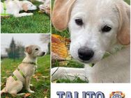 TALITO * unkomplizierter Familienhund - Duisburg