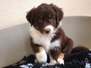 2 Australian Shepherd Welpen Dark Red White Copper reinrassig mit Papieren m/w - Wechingen