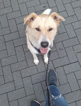 ich bin jaffa suche dringend neues zuhause - Hamm