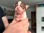 Chihuahua - Bad Säckingen