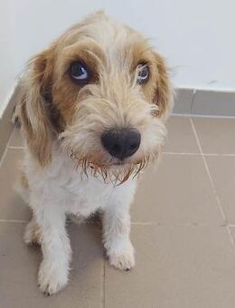 unwiderstehlicher kleiner COOPER - Mamming