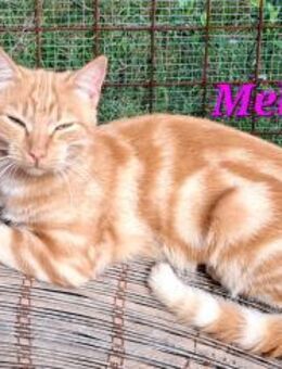 Mella, junge Katzenmama sucht Zuhause - Oberhausen (Rheinland-Pfalz)