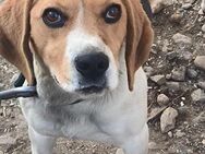 Beagle Mann Barney sucht Zuhause - Prien (Chiemsee)
